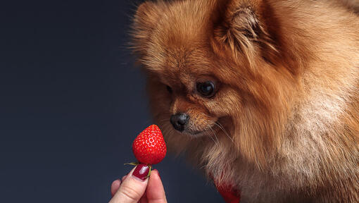 Are dogs allowed on sale to eat strawberries